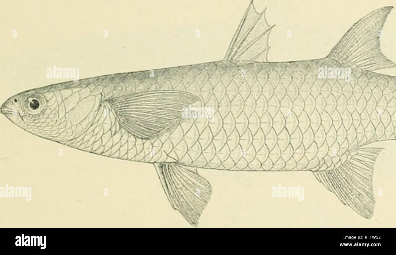 . Catalogo di acqua fresca di pesci in Africa nel British Museum. Pesci di acqua dolce. MUGIL. 0&LT; tinifs. Muso come lungo come oye in pazienti adulti più breve nei giovani ; segale meglio visibile dal basso che dall'alto in pazienti adulti; eye 3i a 43 volte nella lunghezza della testa, ] y a 2| volte in larghezza intcrorbital ; una mera rndiinent di palpebra adiposa; narici vicino insieme; bocca formando un (jl)angolo tuse ; mascellare superiore quasi del tutto nascosta quando la bocca è chiusa ; lij superiore) stretto, non mi diametro dell occhio; bordo di pritorbital seghettato finemente ; 4 o •') serie di scale sulla guancia; uno spazio lanceolate tra la ram Foto Stock