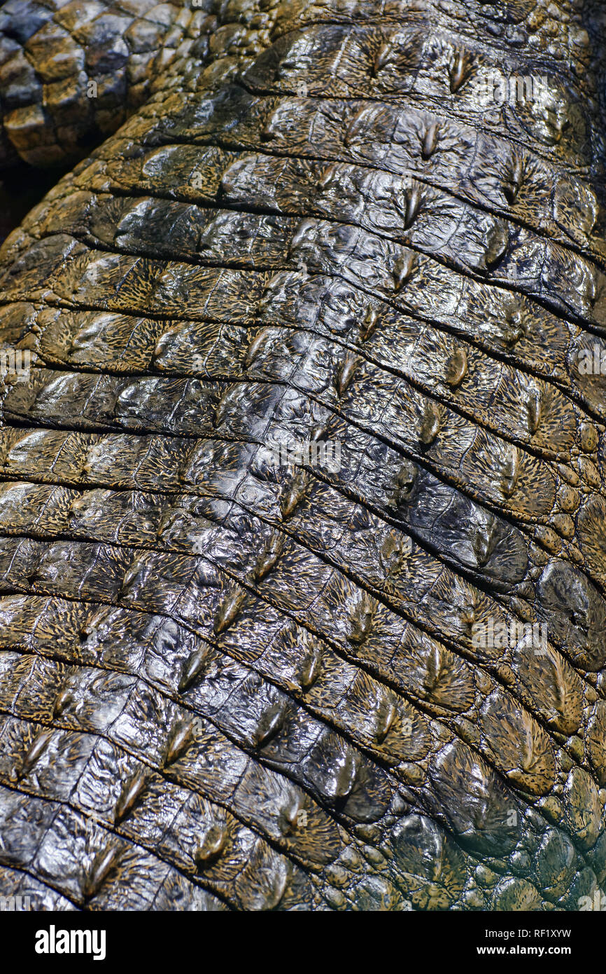 Coccodrillo del Nilo pelle - Crocodylus niloticus Foto Stock