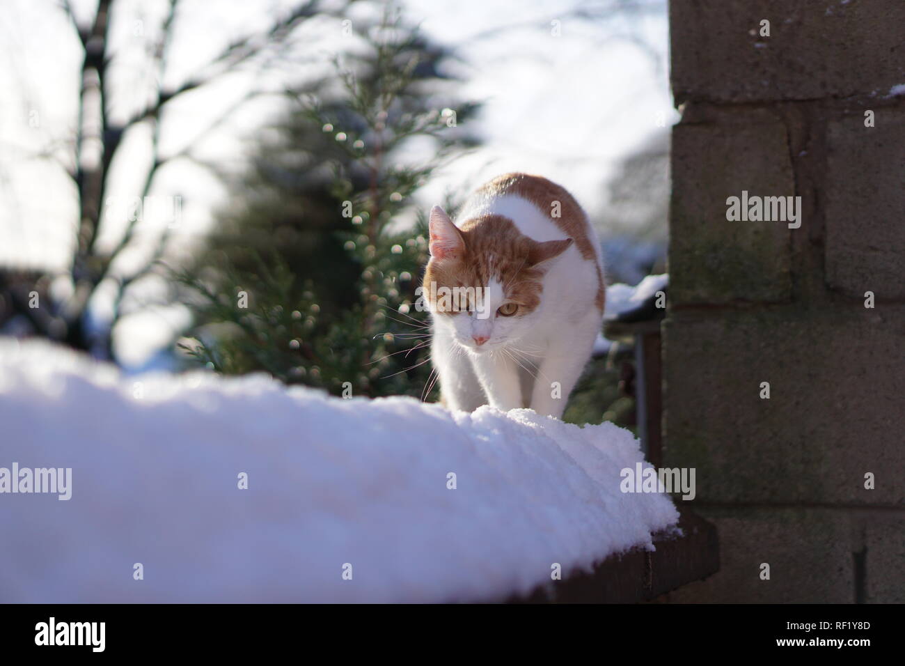 Gatto nella neve Foto Stock