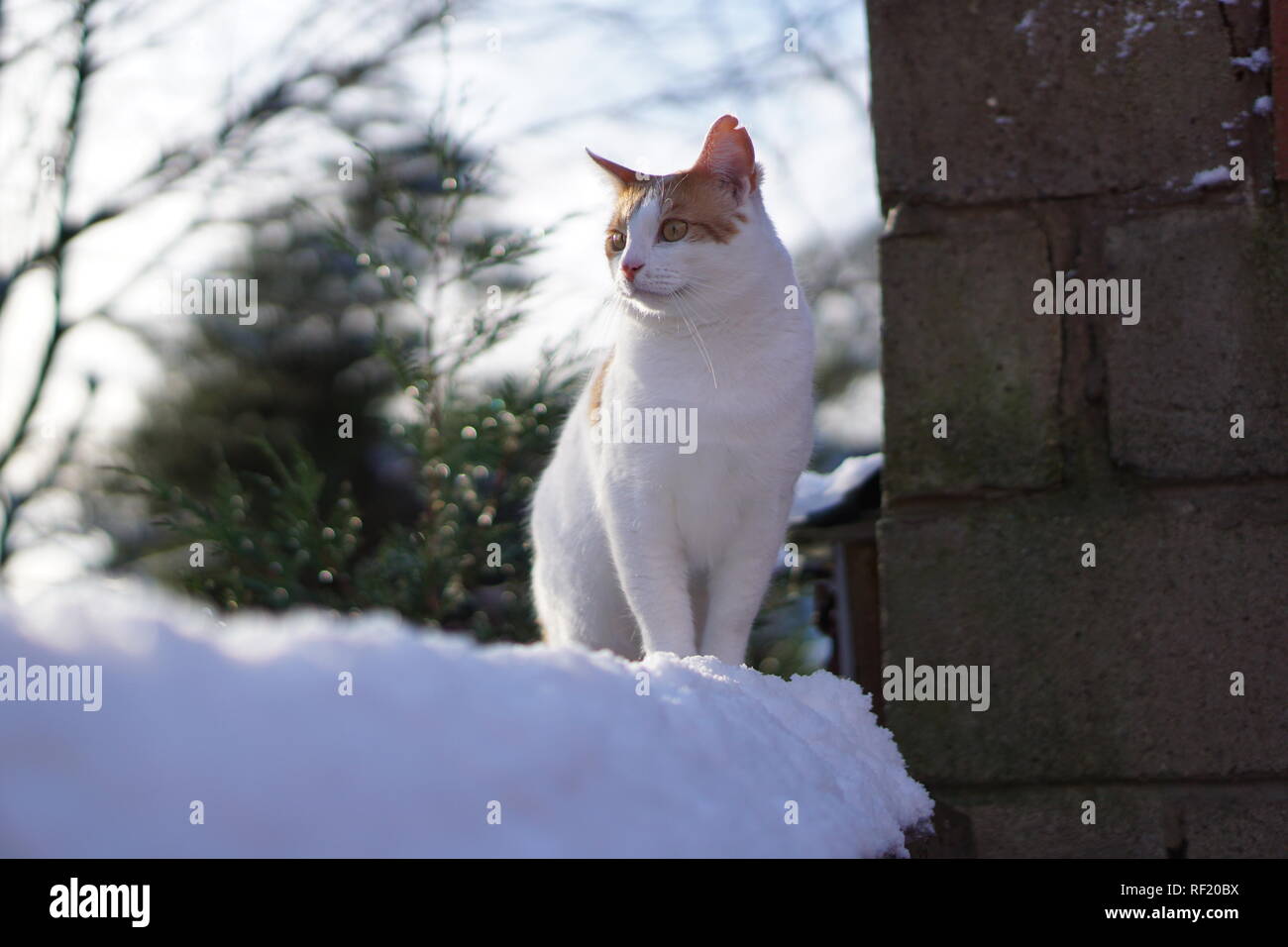 Gatto nella neve Foto Stock