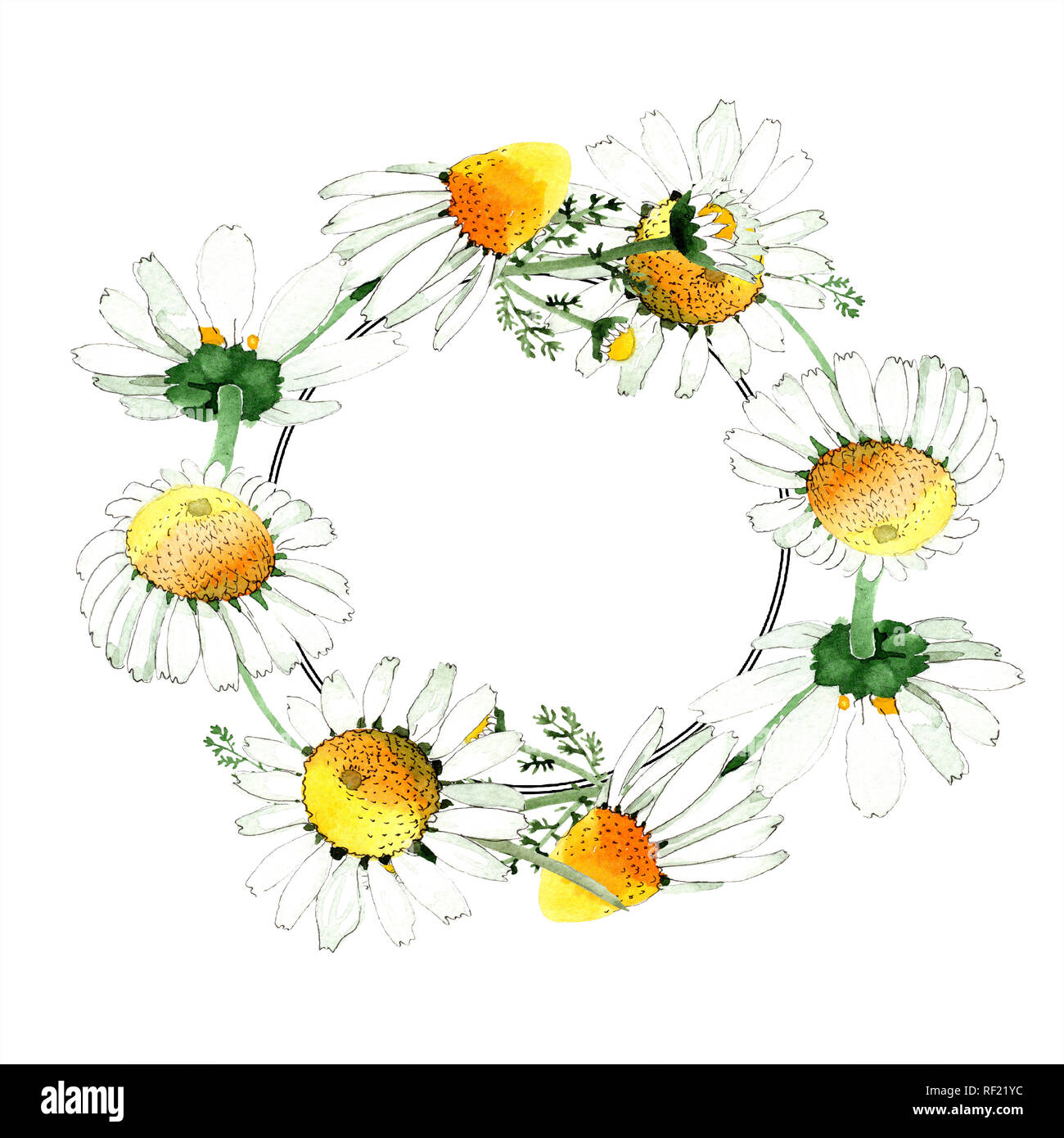 Fiori di camomilla fiori botanica. Wild molla a balestra di fiori selvaggi  isolati. Acquerello illustrazione dello sfondo impostato. Disegno ad  acquerello fashion aquarelle Foto stock - Alamy