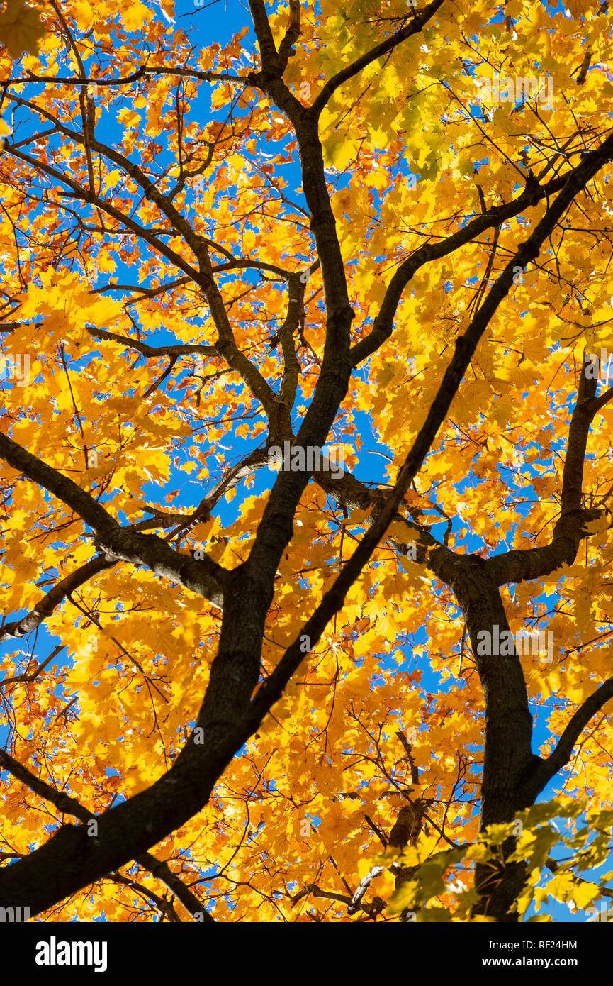 Autunno luminosi colori giallo foglie di acero dettaglio Foto Stock