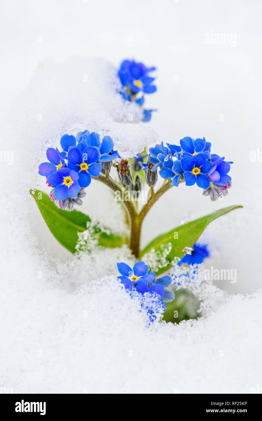 Dimenticare-me-non (Myosotis sylvatica) nella neve, Germania Foto Stock