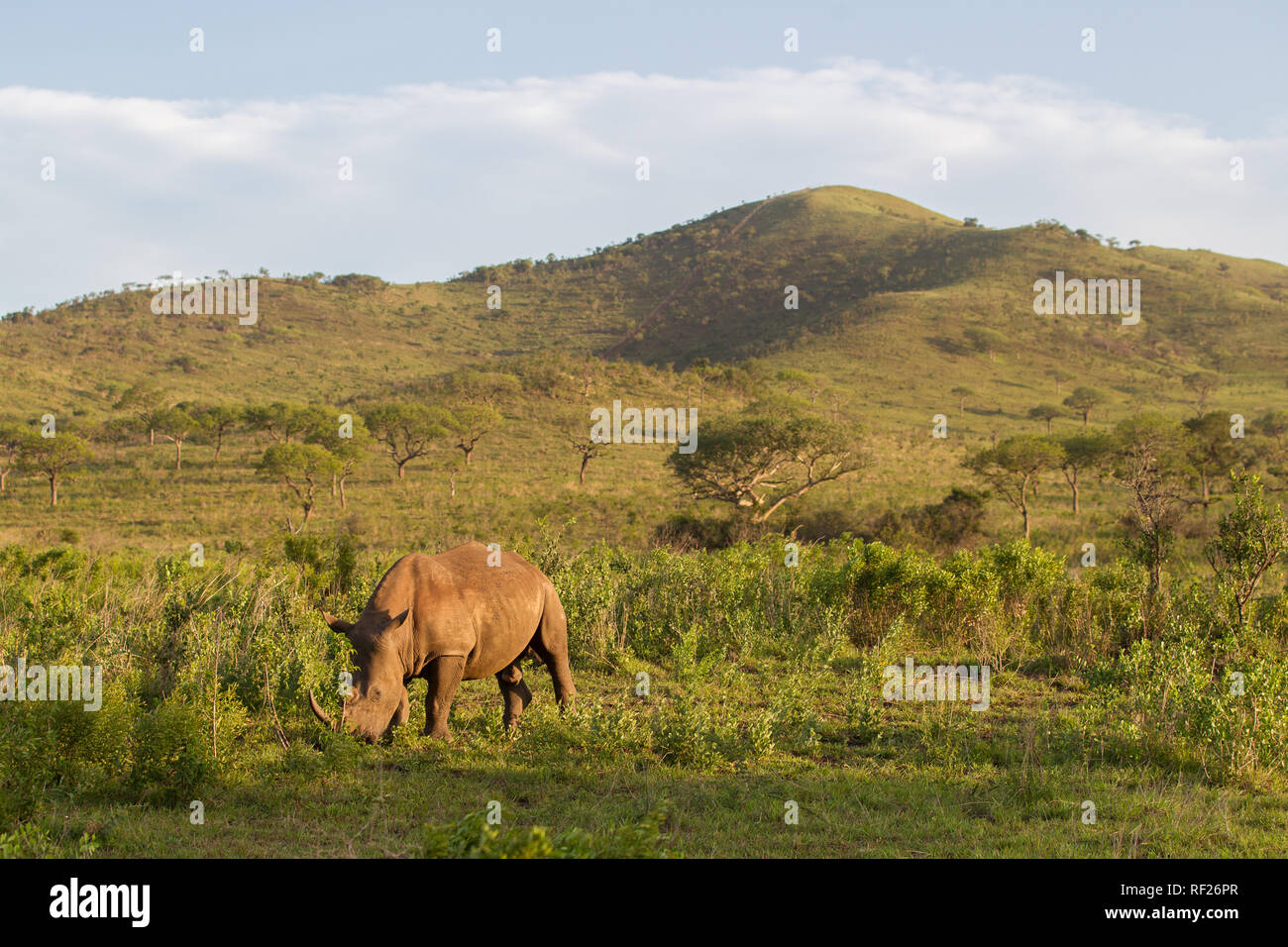 Hluhluwe Imfolozi, KwaZulu-Natal, il Sud Africa è un importante nel parco la storia e il successo della conservazione di Rhino. Foto Stock