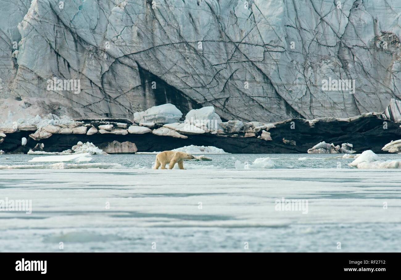 Orso polare (Ursus maritimus), in esecuzione sul ghiaccio nella parte anteriore di un ghiacciaio, Svalbard artico norvegese, Norvegia Foto Stock