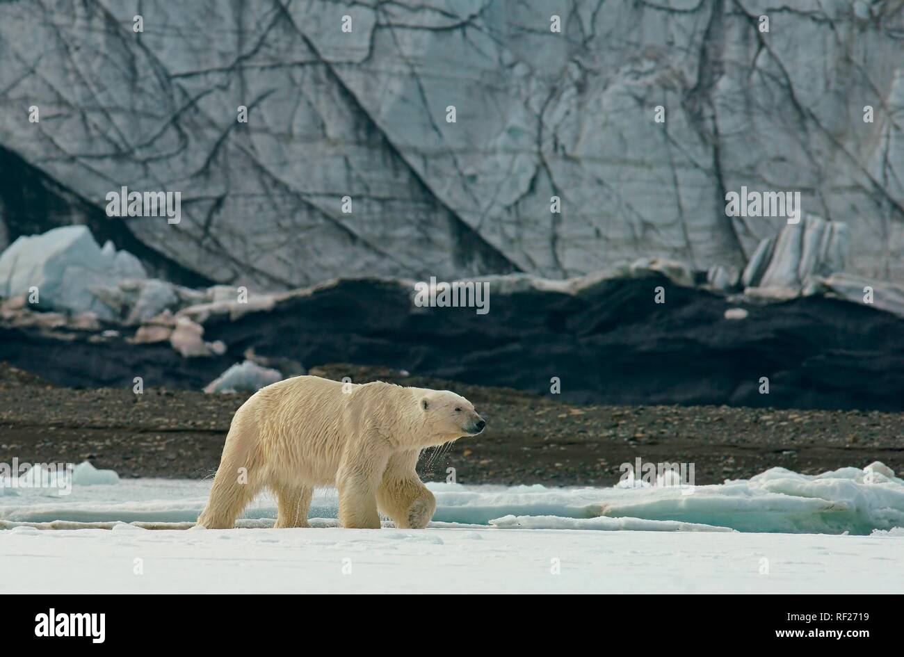 Orso polare (Ursus maritimus), in esecuzione sul ghiaccio nella parte anteriore di un ghiacciaio, Svalbard artico norvegese, Norvegia Foto Stock