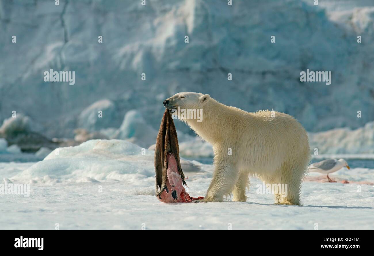 Orso polare (Ursus maritimus) con guarnizione catturata pelle, Svalbard artico norvegese, Norvegia Foto Stock