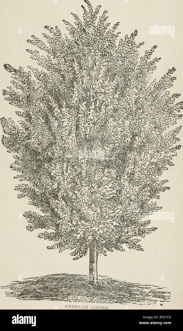 . Catalogo di frutta e alberi ornamentali, arbusti, vigne, rose, ecc, coltivati e in vendita presso la Morris vivai, West Chester, PA. Vivaio Pennsylvania cataloghi; alberi da frutto cataloghi; alberi ornamentali cataloghi. 4 L.abiiruuiii. (Cytistis.) catena d'oro-Orsi pendente lungo racemi di fiori gialli nel giugno ; howv e bella ; un elegante struttura. Il larice. (Lari.v.) Unione-{L. Europea.) Un elegante e una rapida crescita, struttura piramidale, anche aluabk- tor legname ; piccole filiali, depressione.. Si prega di notare che queste immagini vengono estratte dalla pagina sottoposta a scansione di immagini che possono essere state enha digitalmente Foto Stock