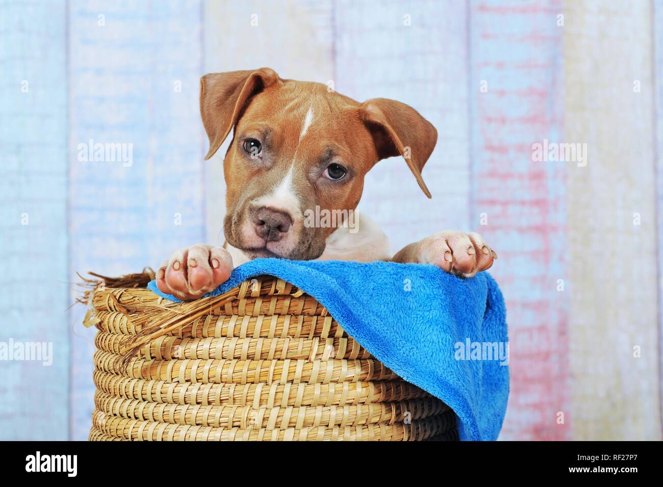 American Staffordshire Terrier, cucciolo 11 settimane, rosso e bianco, seduta in cestello, Austria Foto Stock