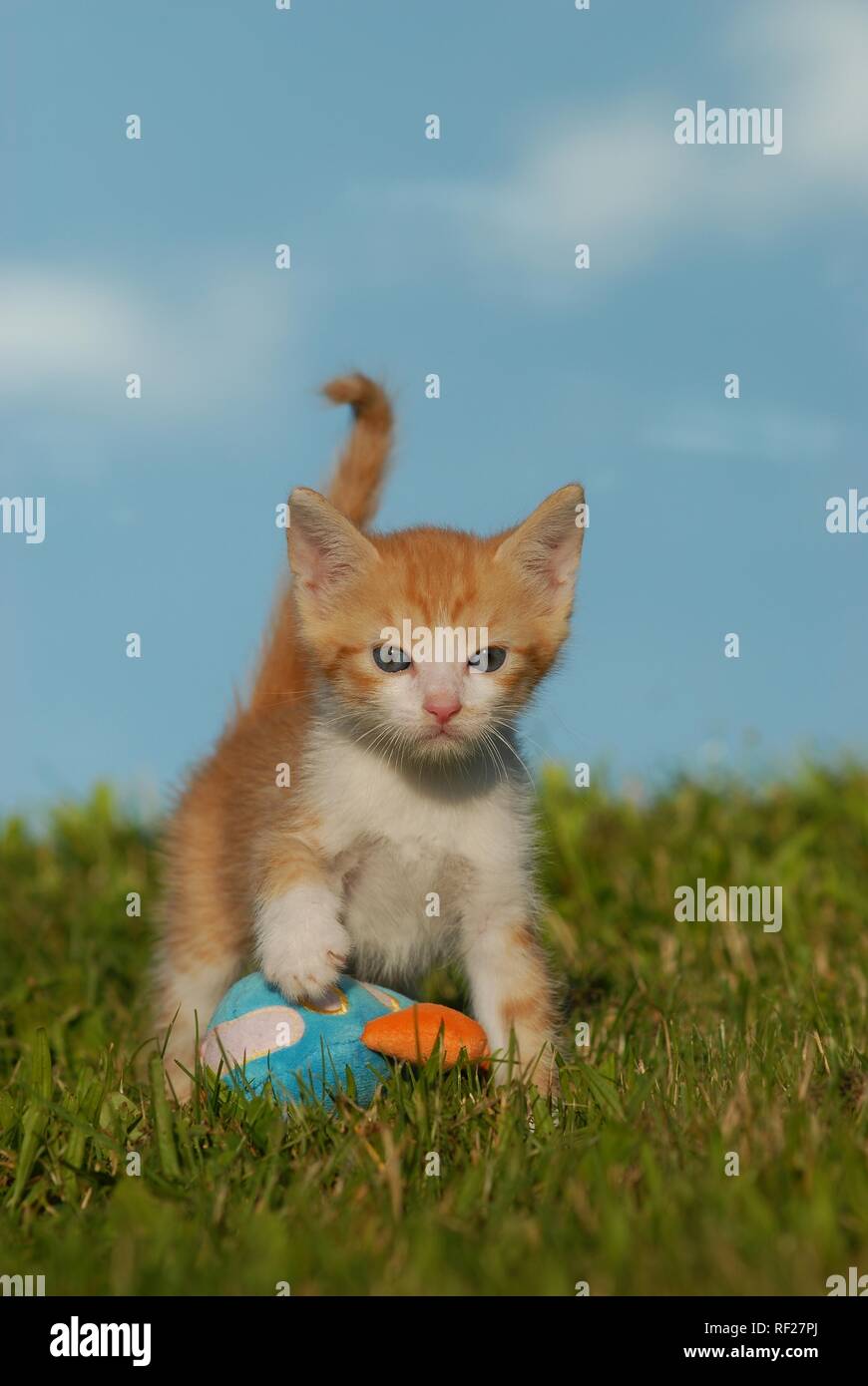 Piccolo gatto domestico, rosso bianco sgombro, 6 settimane, con giocattoli su prato, Austria Foto Stock