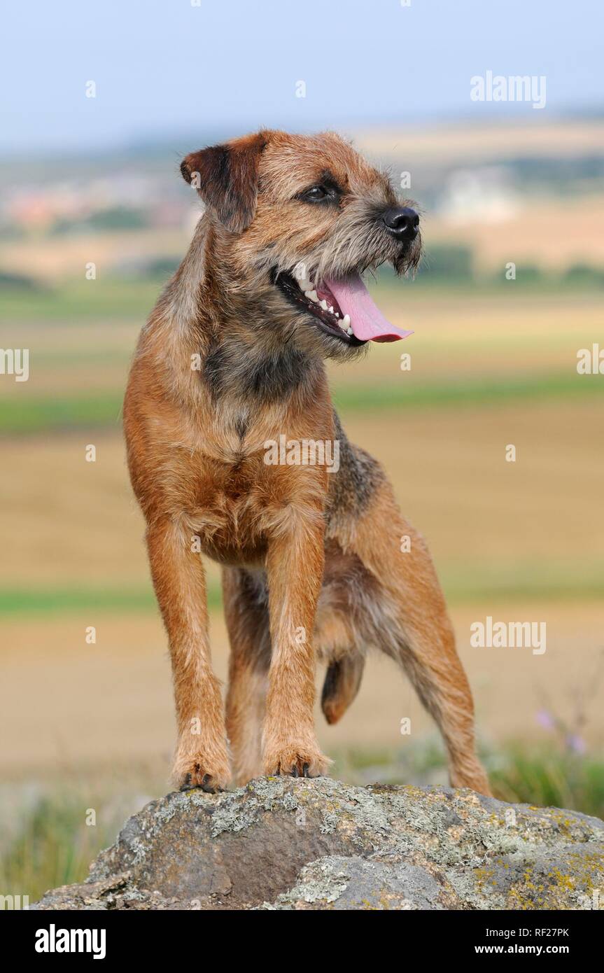 Border Terrier, maschio, in piedi sulla roccia, Austria Foto Stock