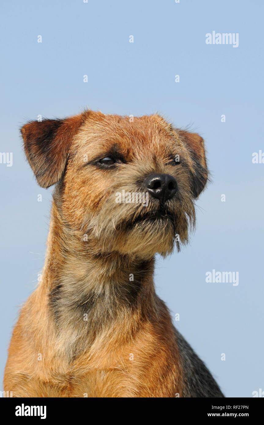 Border Terrier, maschio, animale ritratto, Austria Foto Stock