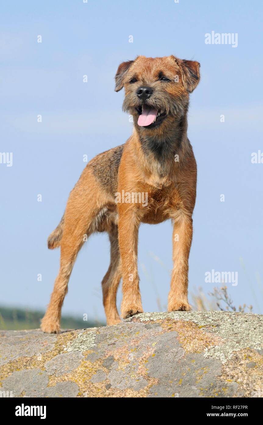 Border Terrier, maschio, in piedi sulla roccia, Austria Foto Stock