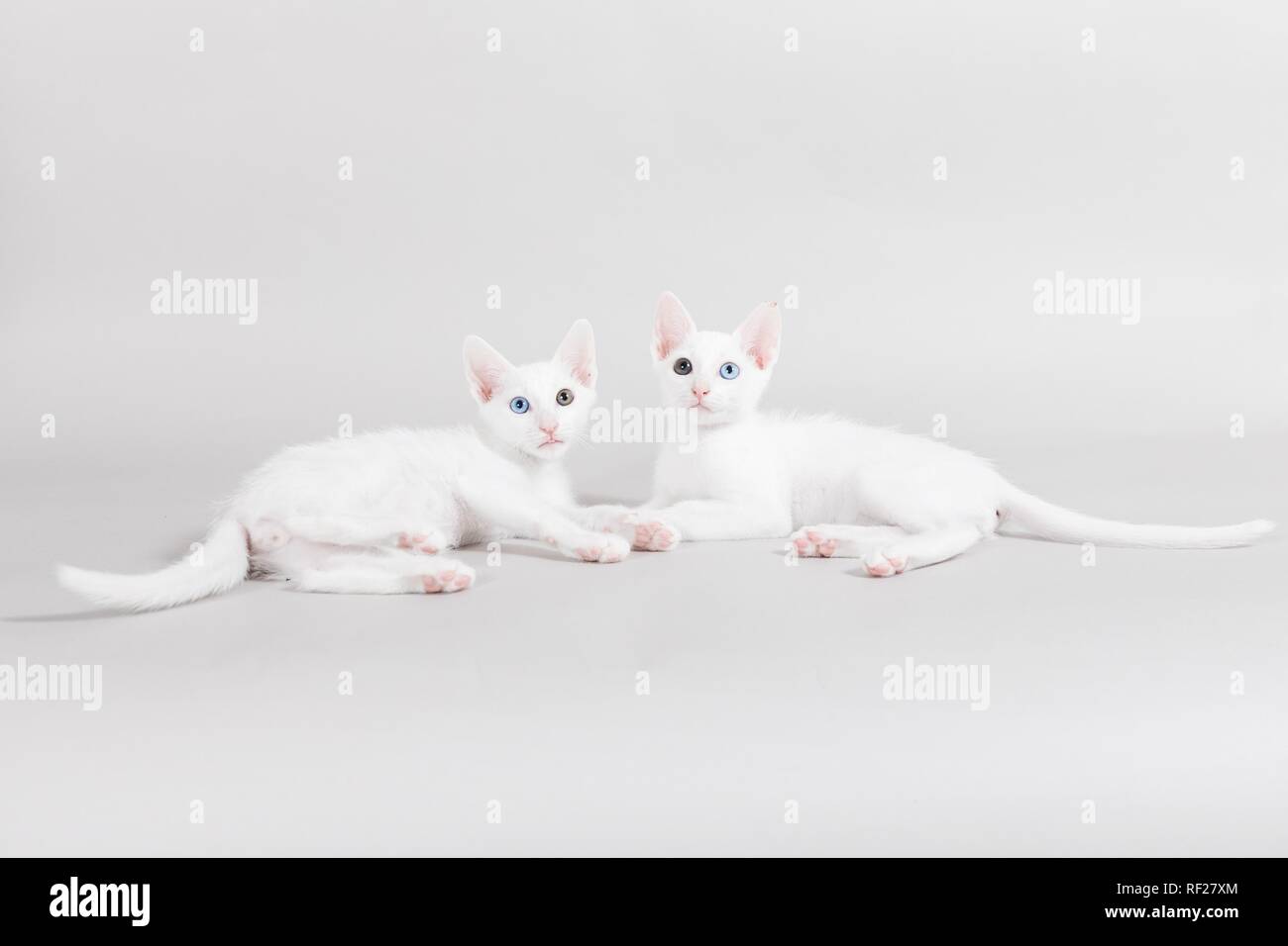 Khao Manee, Gattini Gatti pedigree, mantello bianco, gli occhi di due colori, riproduttori di razza, dalla Thailandia, cat di kings, Germania Foto Stock