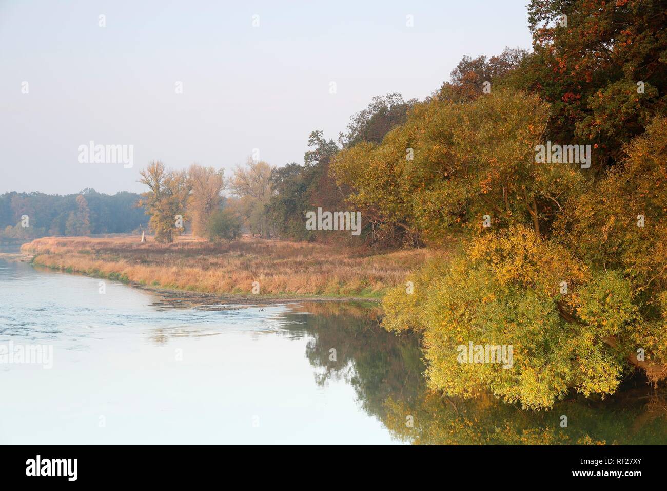 Mulde ricoperta con ghiaino di fiume banca in autunno, Riserva della Biosfera dell'Elba centrale, Dessau-Roßlau, Sassonia-Anhalt, Germania Foto Stock