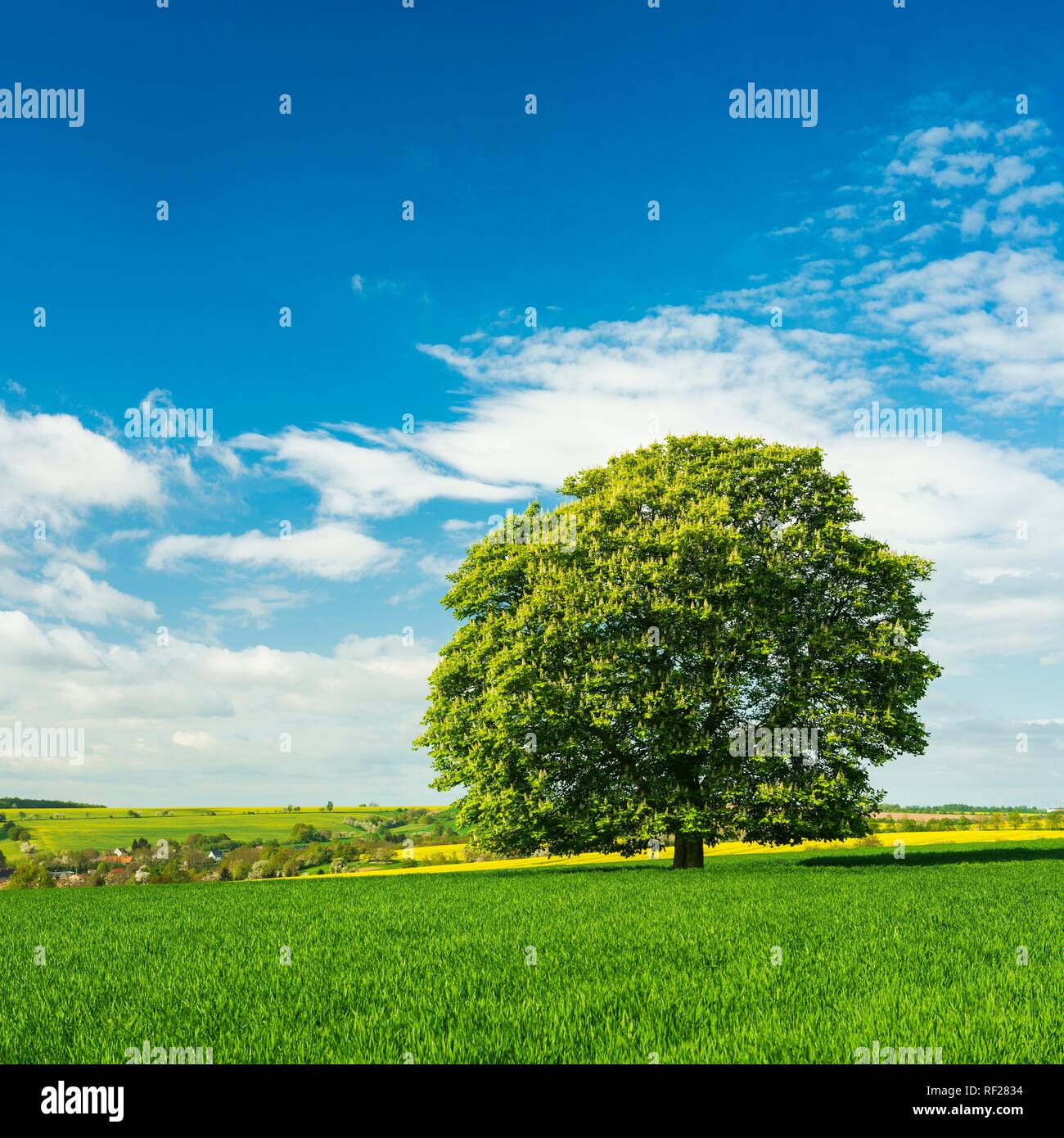 Paesaggio culturale, solitaria fioritura castagno in grainfield, Burgenlandkreis, Sassonia-Anhalt, Germania Foto Stock