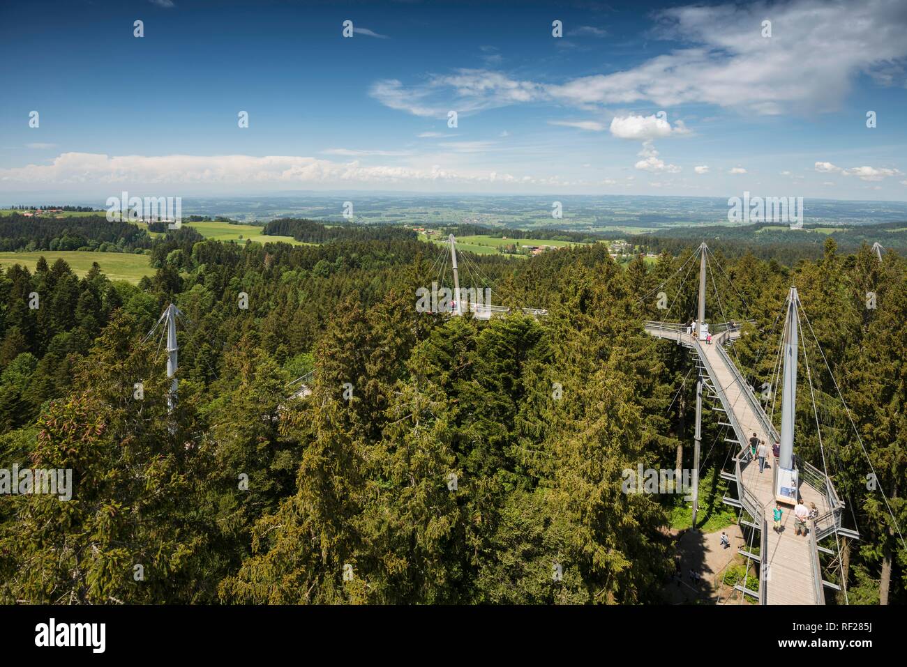 Tree Top, percorso Skywalk Allgäu, Scheidegg, Algovia, Svevia, Baviera, Germania Foto Stock