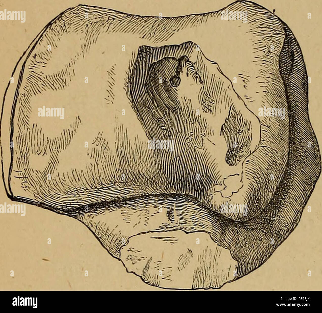 . Catalogo di fossili di mammiferi in British museum di storia naturale). Mammiferi fossili. 164 T7NGULATA. 44531. Una molto piccola a destra astragalo (xilografia, fig. 28); da (Fig.) Mnaidra gap. Descritto ed immaginato da Leith-Adams, op. cit. p. 81, pi. xvi. fig. 3; e da Busk, op. cit. p. 270, xilografia fig. 30 (come E. falconeri). Raccolta Leith-Adams. Acquistato, 1873. Kg. 28.. Si prega di notare che queste immagini vengono estratte dalla pagina sottoposta a scansione di immagini che possono essere state migliorate digitalmente per la leggibilità - Colorazione e aspetto di queste illustrazioni potrebbero non perfettamente assomigliano al lavoro originale. Br Foto Stock