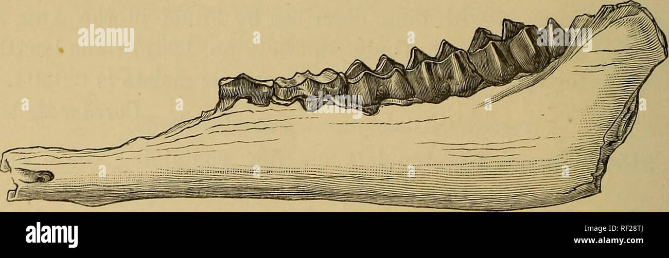 . Catalogo di fossili di mammiferi in British museum di storia naturale). Mammiferi fossili. 156 UNGTJLATA. M. 2158. Una parte della destra ramus della mandibola, contenente gli ultimi quattro guancia-denti ; dall'Eocene superiore di Caylux. La lunghezza dello spazio occupato dai tre vero molari è 0,025, e la lunghezza di m73 0,012. Acquistato, 1885. M. 2150. Frammento di sinistra ramus della mandibola, contenente tutta la guancia-denti ad eccezione di ra. 3; dall'alto Eocene di Caylux. La lunghezza dello spazio occupato dai tre premolari è 0,0195 ; è altamente probabile che questa spe- cimen appartiene a th Foto Stock