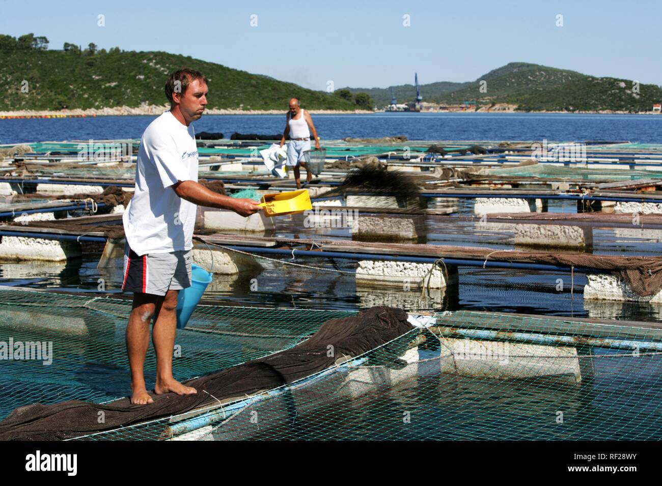 Grandi reti per allevamento spigola impostato in mare aperto in corrispondenza di un allevamento ittico off di Isola di Ugljan, Croazia Foto Stock