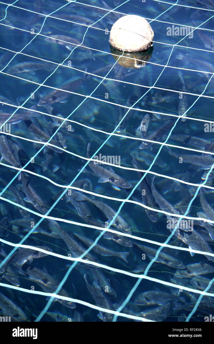 Primo piano su larga scala di reti per allevamento spigola impostato in mare aperto in corrispondenza di un allevamento ittico off di Isola di Ugljan, Croazia Foto Stock