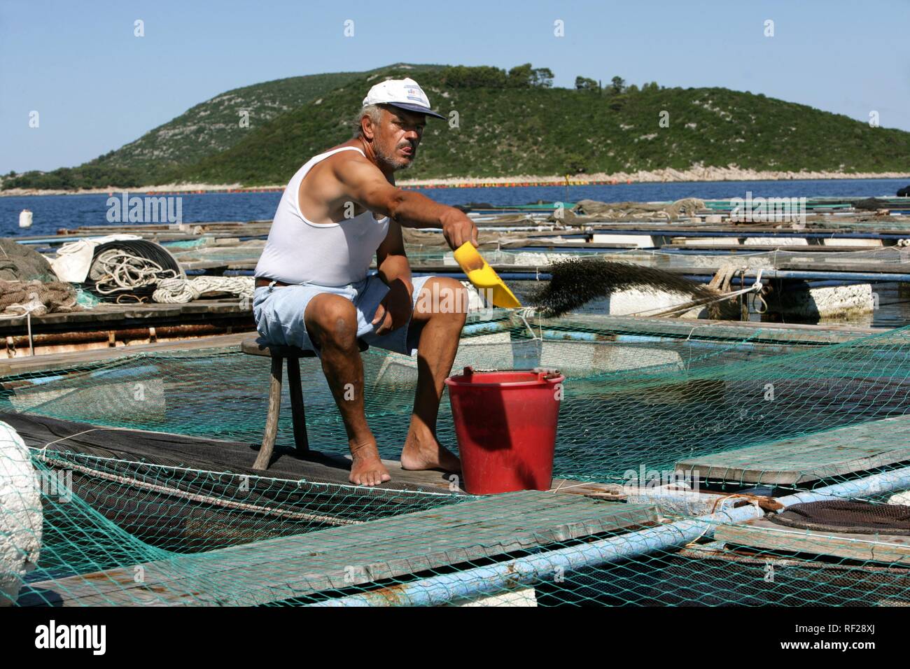 Grandi reti per allevamento spigola impostato in mare aperto in corrispondenza di un allevamento ittico off di Isola di Ugljan, Croazia Foto Stock