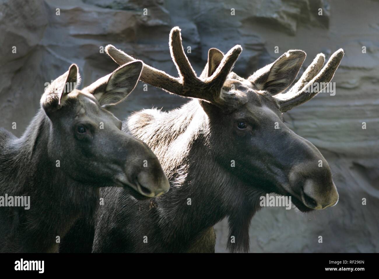 Alci o Elk (Alces alces) toro e vacca a ZOOM Erlebniswelt, moderno zoo senza gabbie a Gelsenkirchen, Renania settentrionale-Vestfalia Foto Stock