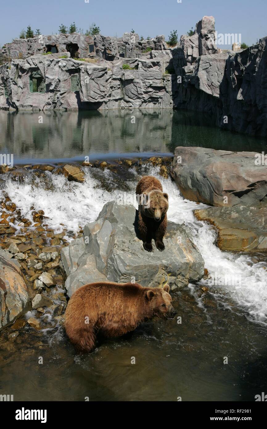 Kodiak Bears (Ursus arctos middendorffi), Zoom Erlebniswelt, moderno zoo senza gabbie a Gelsenkirchen, Renania settentrionale-Vestfalia Foto Stock