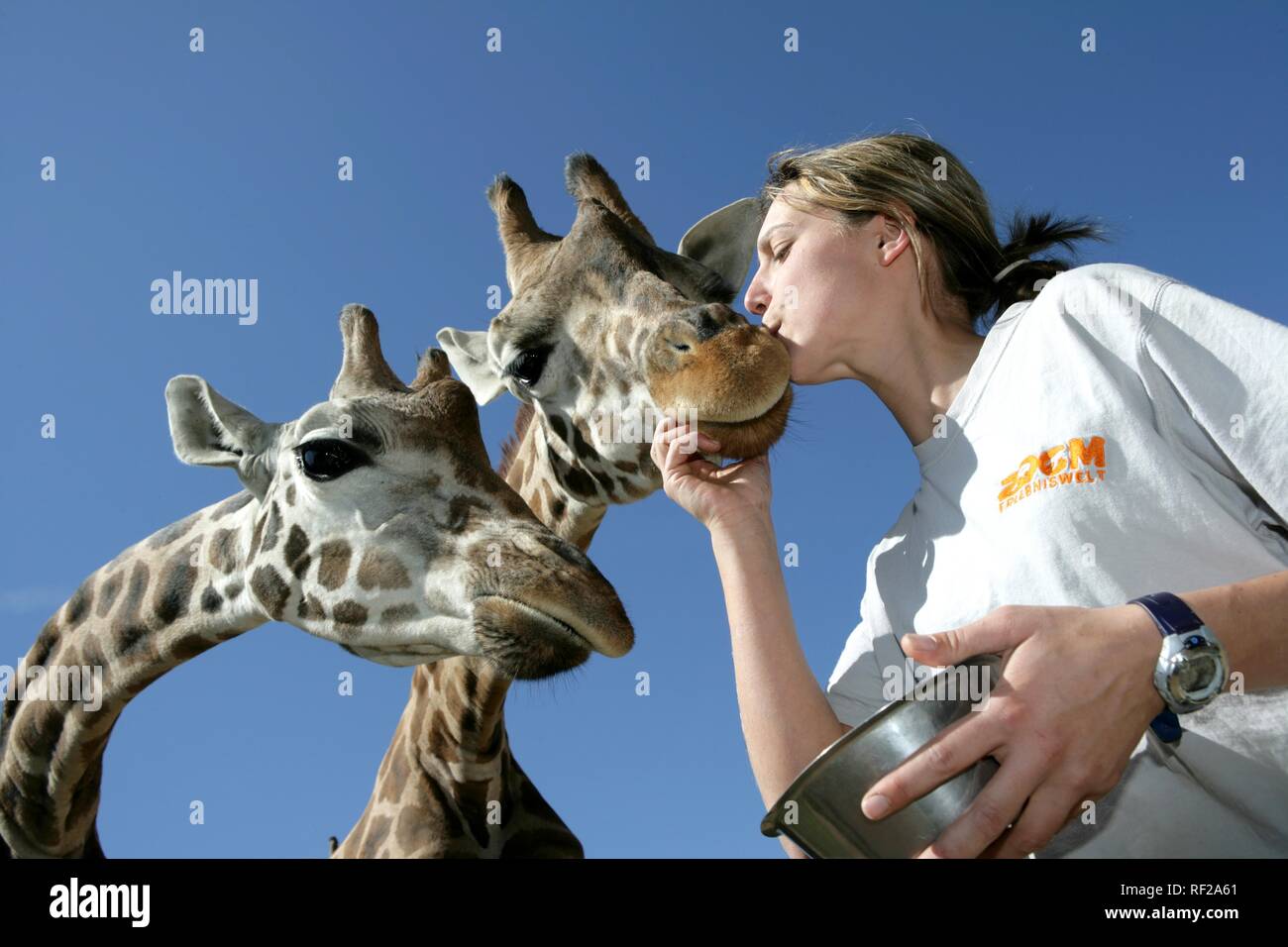 Zookeeper con le giraffe (Giraffa camelopardalis) a ZOOM Erlebniswelt Zoo a Gelsenkirchen, Renania settentrionale-Vestfalia Foto Stock