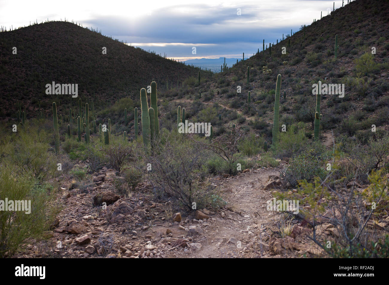 La famosa cactus Saguaro sono abbondanti in questo deserto Sonoran sentiero escursionistico in Tucson in Arizona. Foto Stock