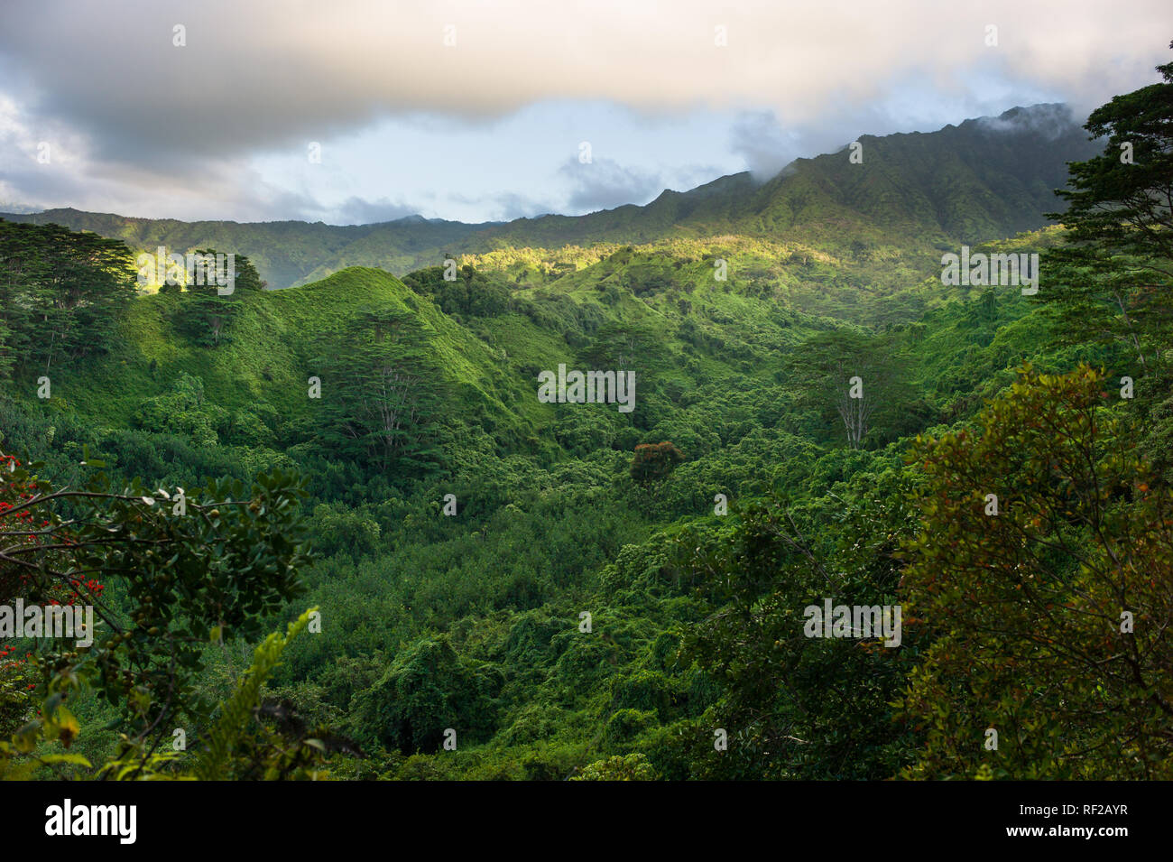 La Cresta Kuilau Trail esplora Kauai la scenografica montagnoso entroterra nelle Hawaii, Stati Uniti. Foto Stock