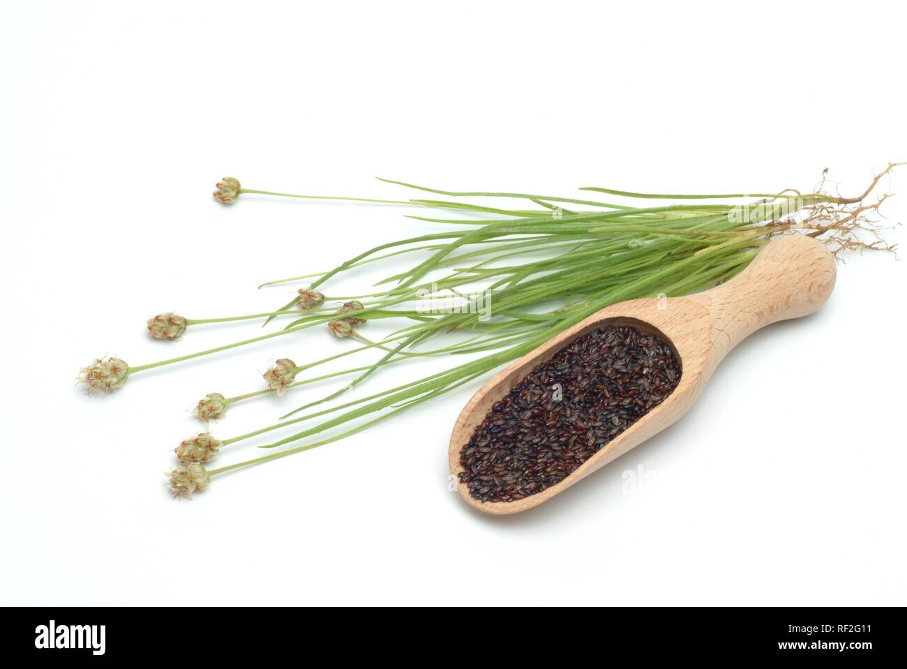 Sabbia piantaggine (Planzago psillio), erbe medicinali Foto Stock