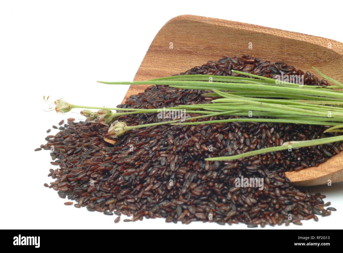 Sabbia piantaggine (Planzago psillio), erbe medicinali Foto Stock