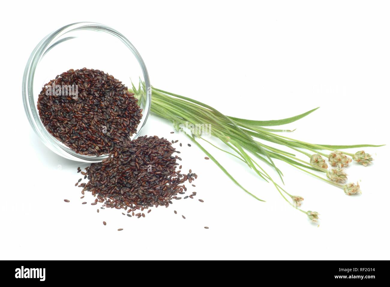 Sabbia piantaggine (Planzago psillio), erbe medicinali Foto Stock