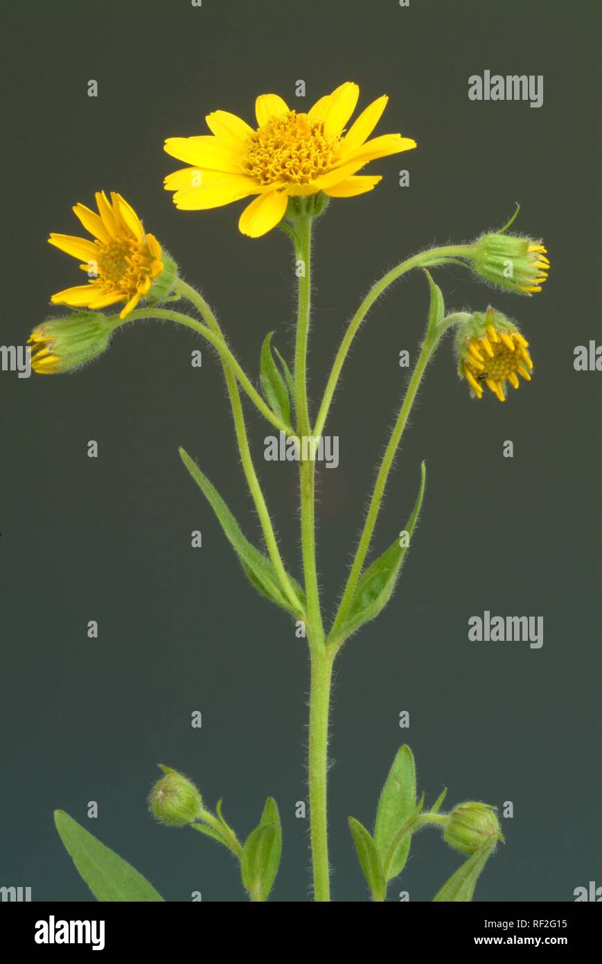 Leopard's Bane, Lupo's Bane o arnica (Arnica montana), erbe medicinali Foto Stock