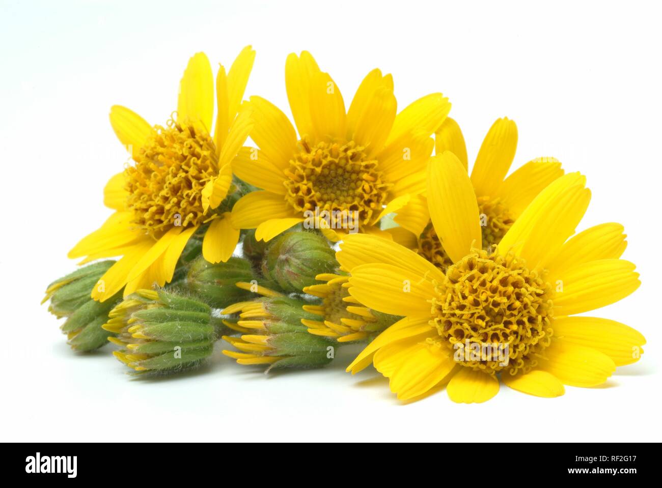 Leopard's Bane, Lupo's Bane o arnica (Arnica montana), erbe medicinali Foto Stock