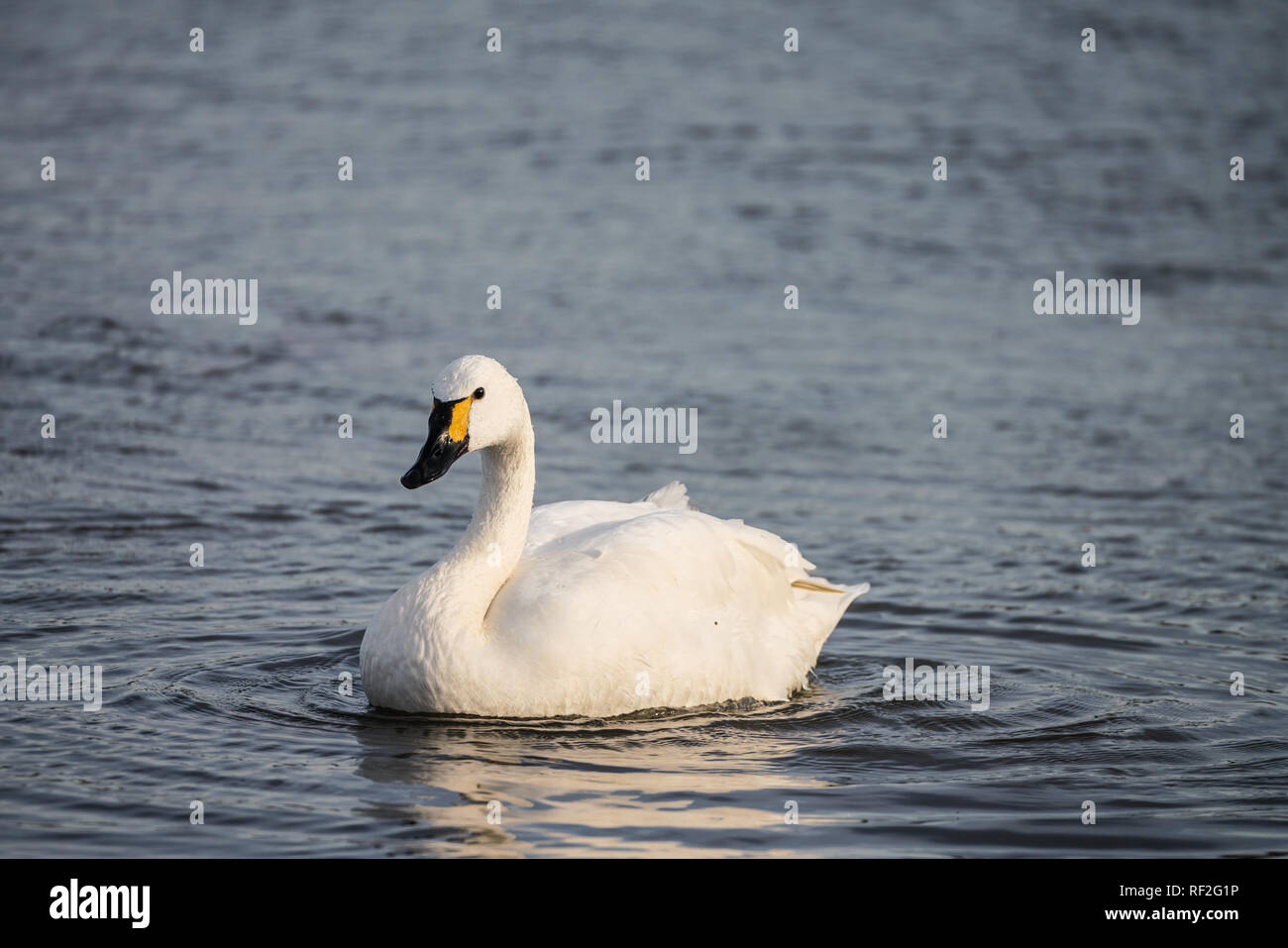 Bewick's Swan (Cygnus columbianus) nuoto verso la telecamera Foto Stock