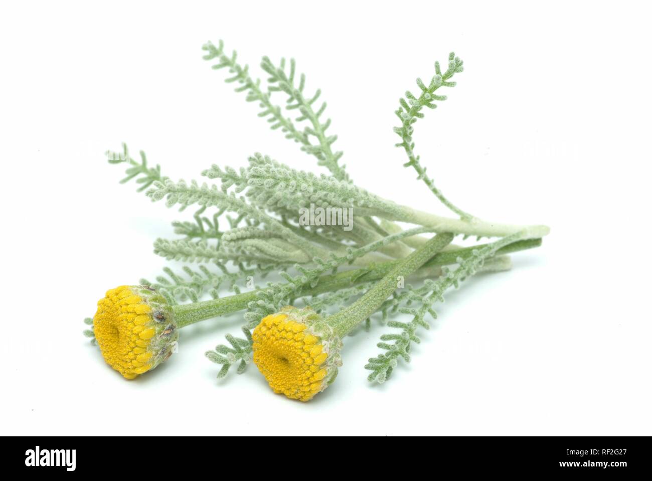 Il cotone lavanda o grigio (Santolina Santolina chamaecyparissus), erbe medicinali Foto Stock