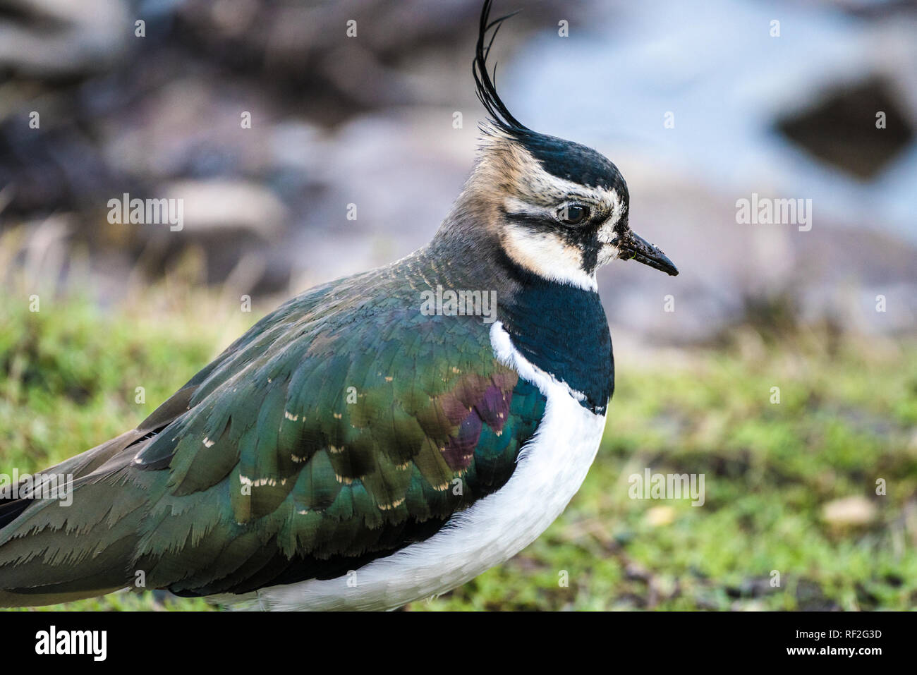 Pavoncella (Vanellus vanellus) in extreme close up Foto Stock