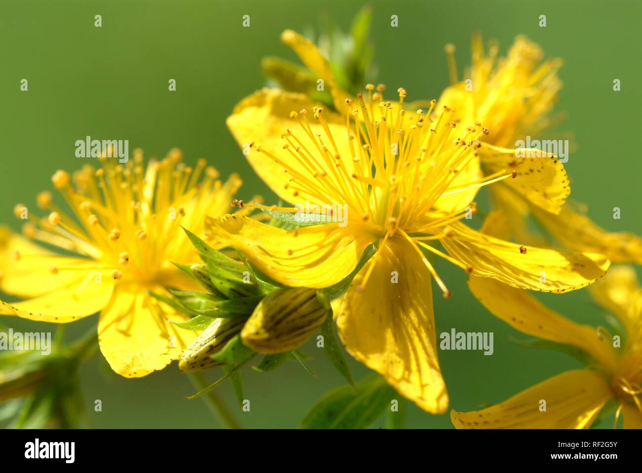 Iperico o Tipton di erba (Hypericum perforatum), pianta medicinale Foto Stock