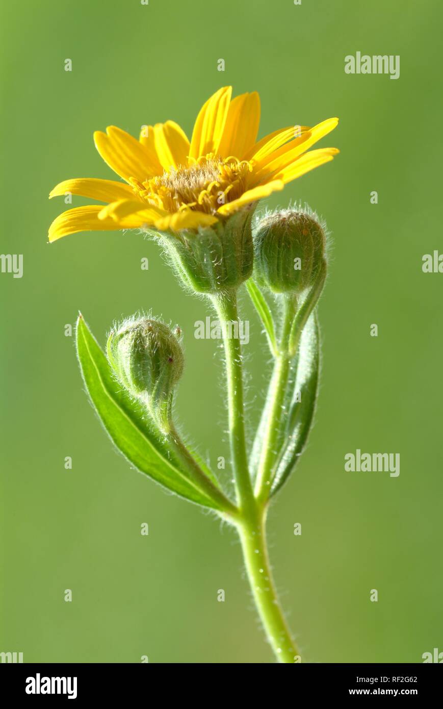 Lupo's Bane, Leopard's Bane o arnica (Arnica montana), pianta medicinale Foto Stock