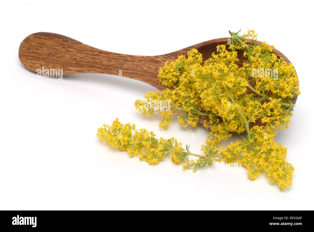 Lady's Bedstraw o giallo (Bedstraw Galium verum), pianta medicinale Foto Stock