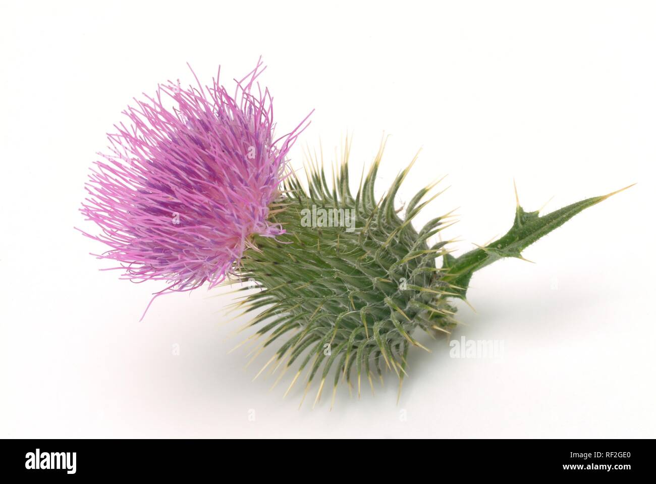 Scotch Thistle o cotone Thistle (Onopordum acanthium), pianta medicinale Foto Stock