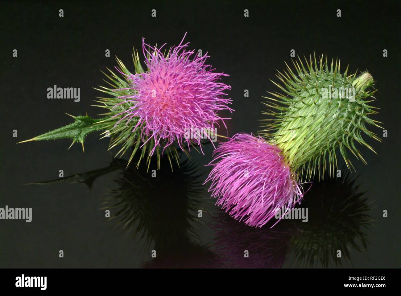 Scotch Thistle o cotone Thistle (Onopordum acanthium), pianta medicinale Foto Stock