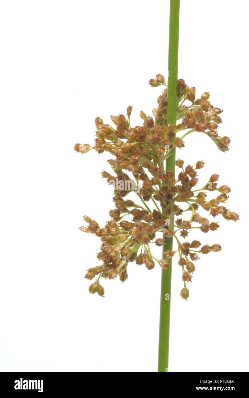 Soft Rush (Juncus effusus), pianta medicinale Foto Stock