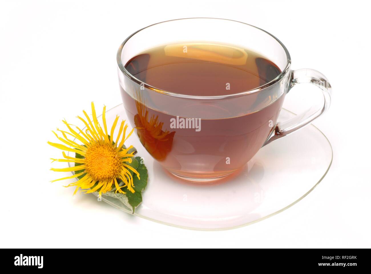 Enula o Horse-Heal (Inula helenium), tè alle erbe Foto Stock