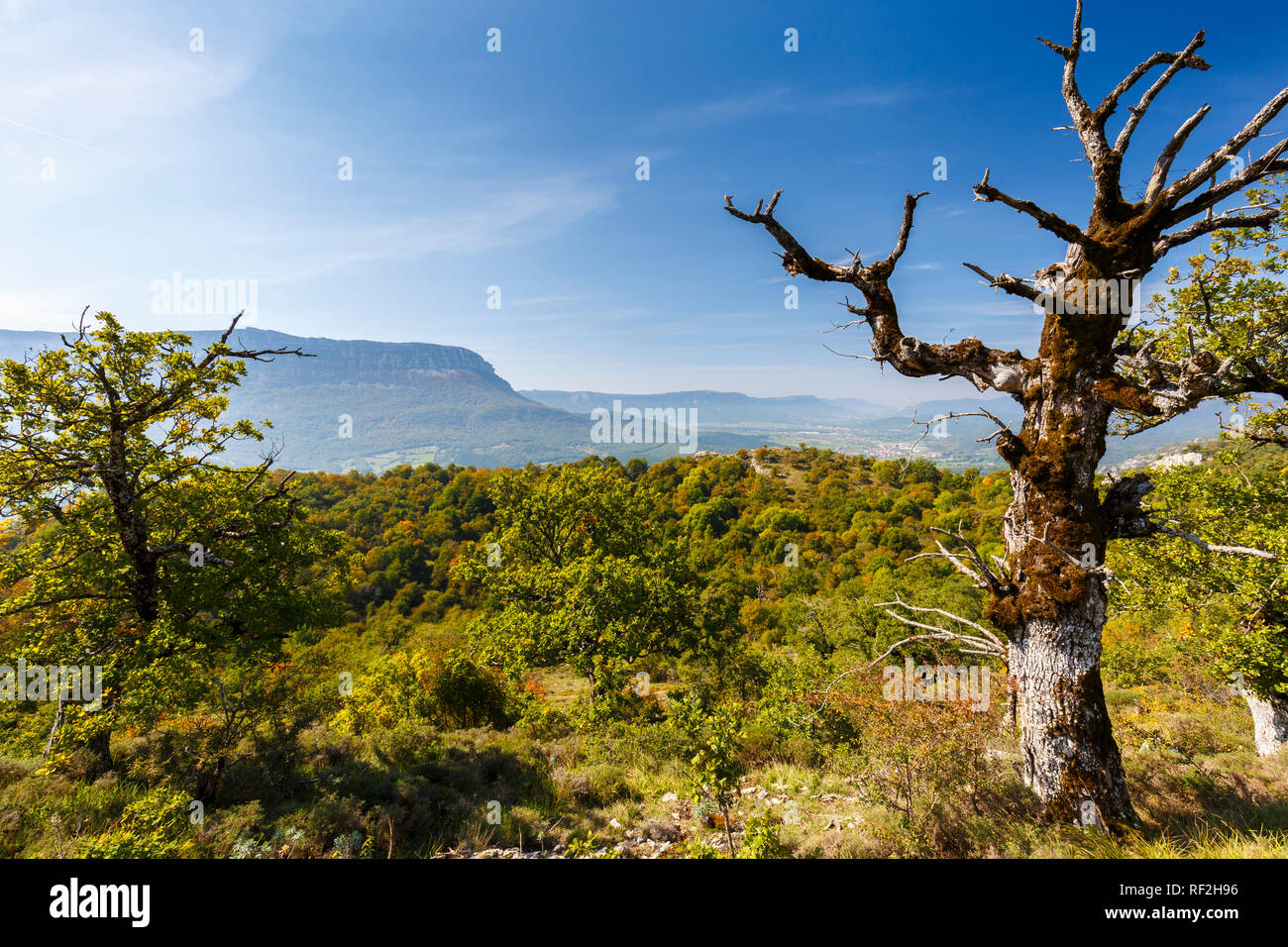 Dead quercia e foresta. Foto Stock