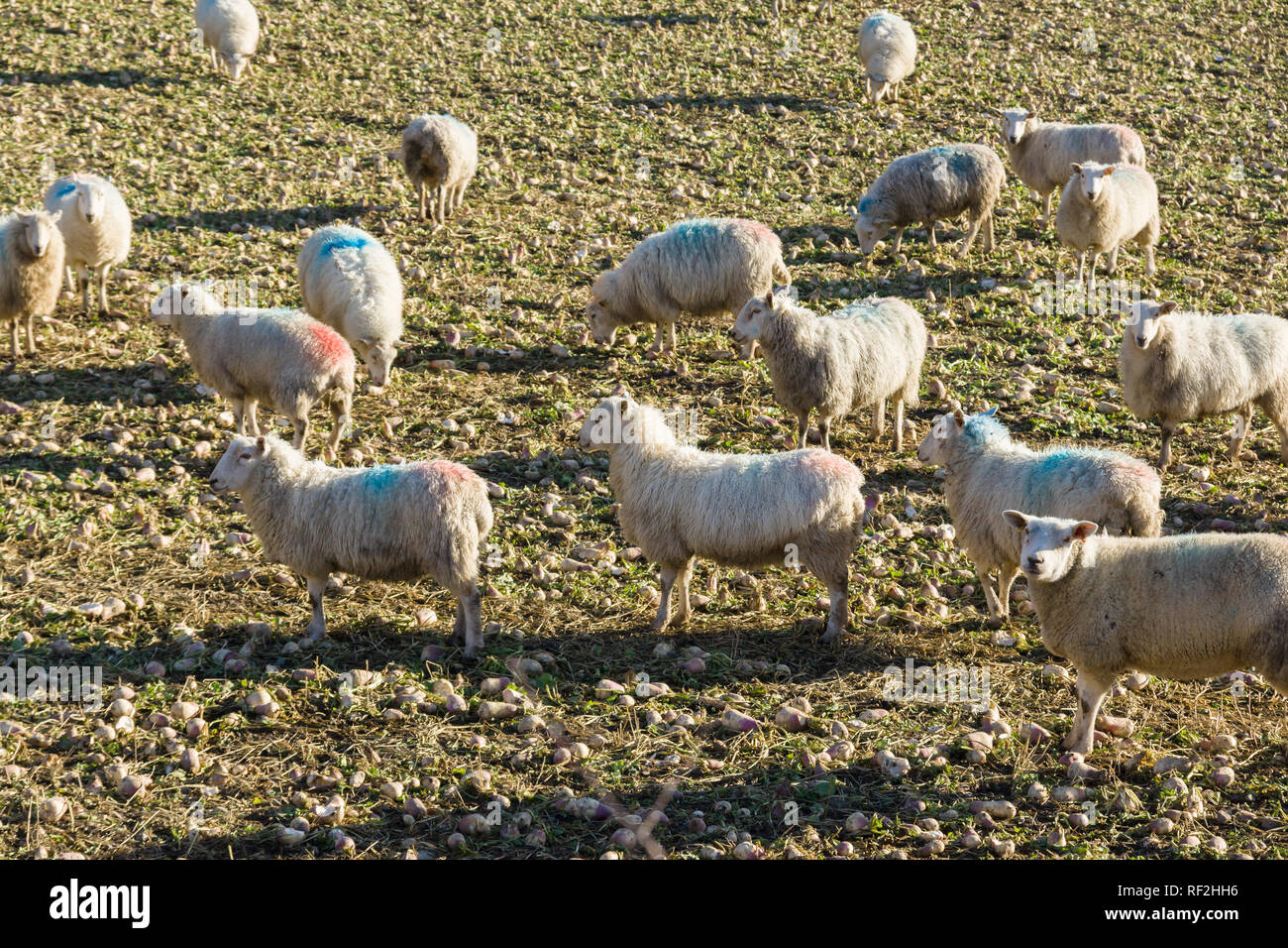 Un gregge di pecore al pascolo su stoppia navoni comunemente il foraggio invernale quando la qualità erba è in approvvigionamento corto Foto Stock