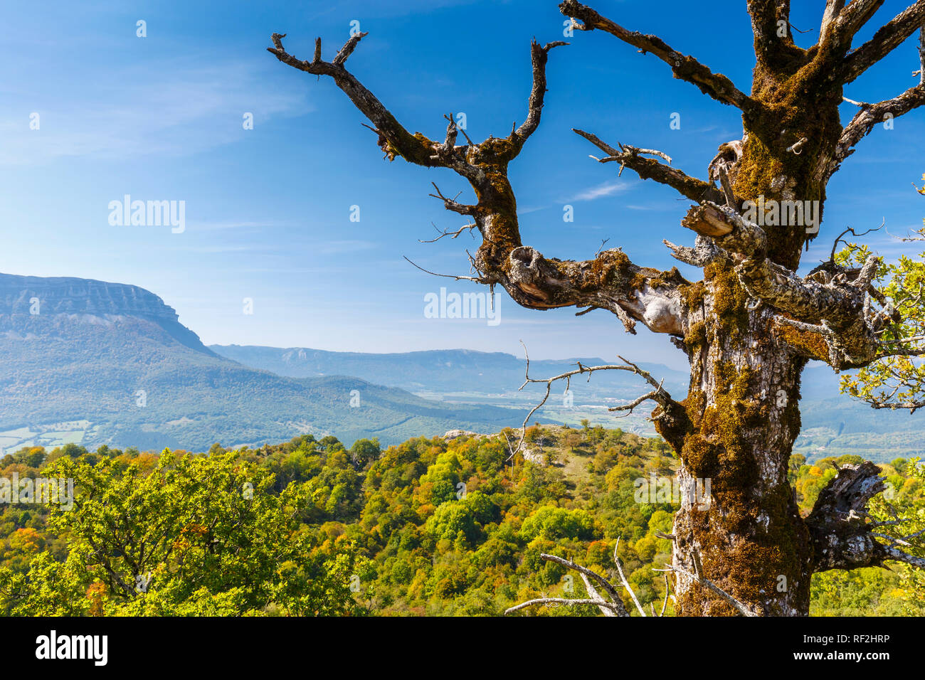 Dead quercia e foresta. Foto Stock