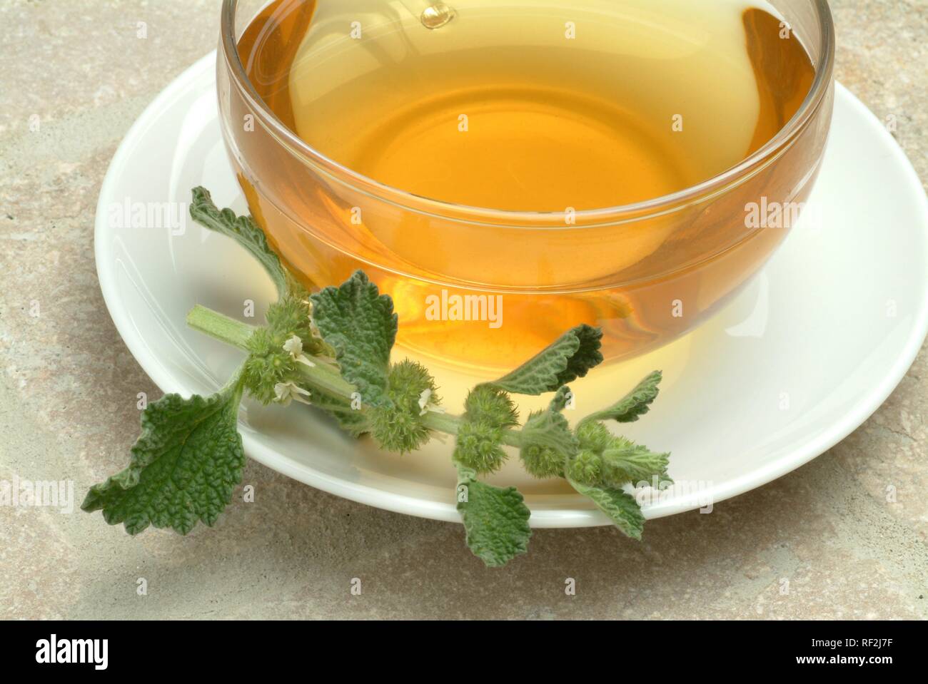 Bianco o comune Marrubio (Marrubium vulgare), tè alle erbe, tè medicinali Foto Stock